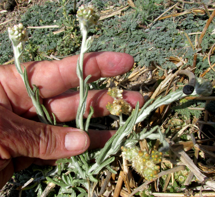 Cudweed, or Gordolobo, PSEUDOGNAPHALIUM CHARTACEUM, plant in habitat