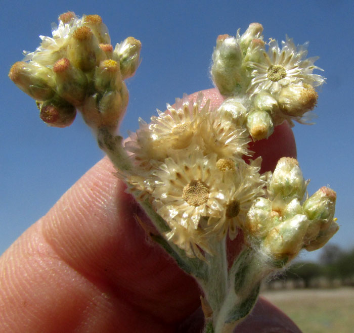 Cudweed, or Gordolobo, PSEUDOGNAPHALIUM CHARTACEUM, inflorescences