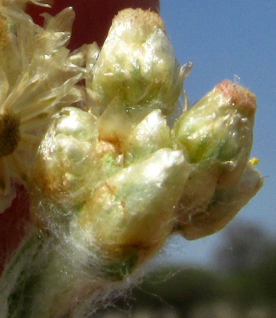 Cudweed, or Gordolobo, PSEUDOGNAPHALIUM CHARTACEUM, monochromous phyllaries