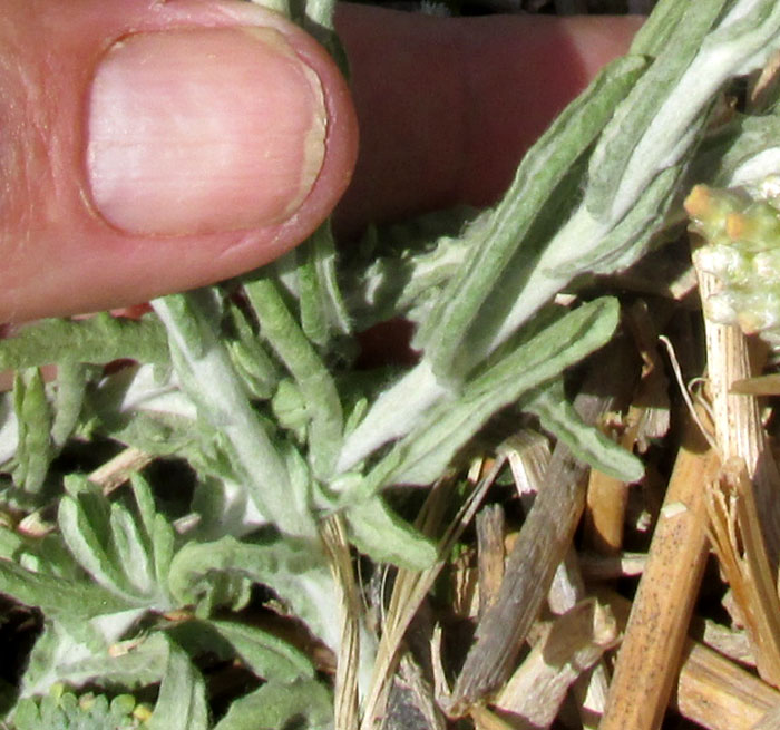 Cudweed, or Gordolobo, PSEUDOGNAPHALIUM CHARTACEUM, two-toned leaves