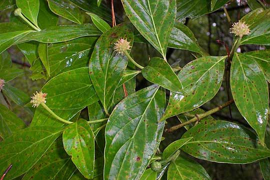 Cornus disciflora, dogwood