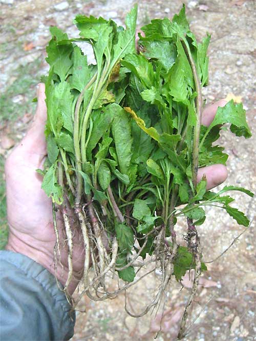 Epazote, CHENOPODIUM AMBROSIOIDES