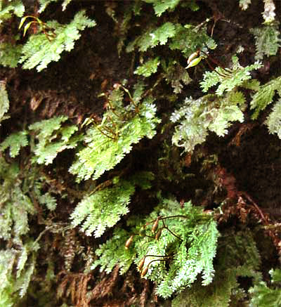 fan-shaped moss