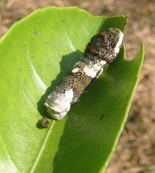 caterpillar camouflaged as bird feces
