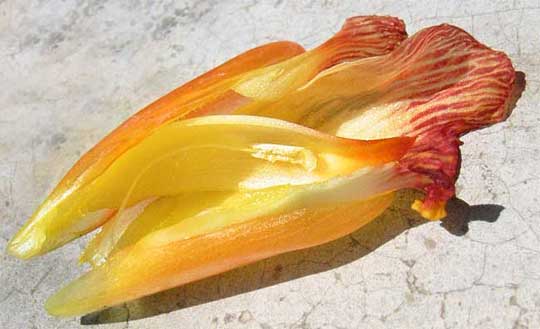 cf. Costus flower