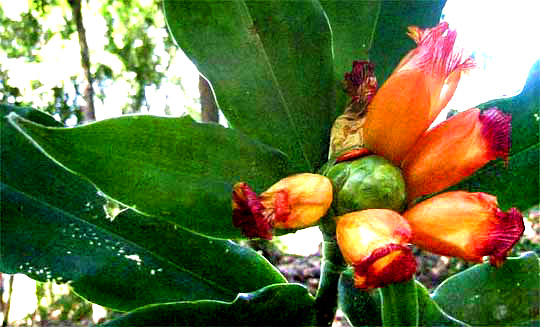 cf. Costus