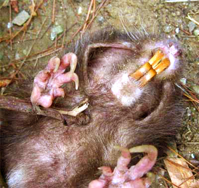 Pocket Gopher, cf Pappogeomys bulleri