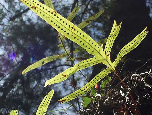 Hares-foot-fern, Phlebodium cf. aureum