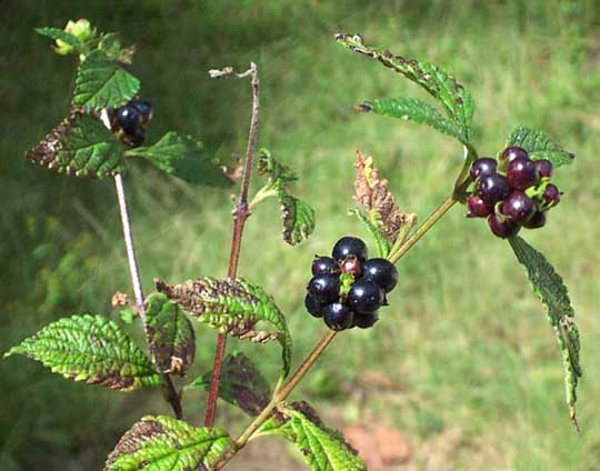 (Lantana Fruits)