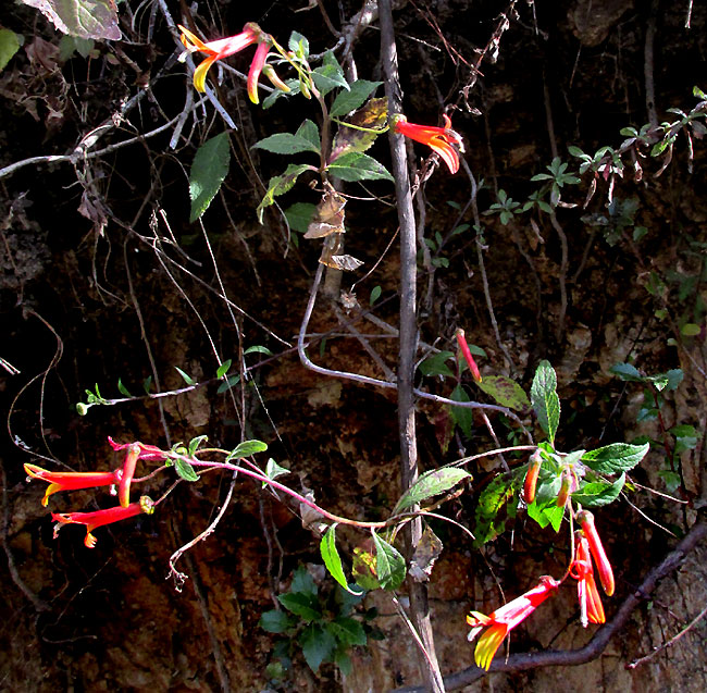 Mexican Lobelia, LOBELIA LAXIFLORA, habitat