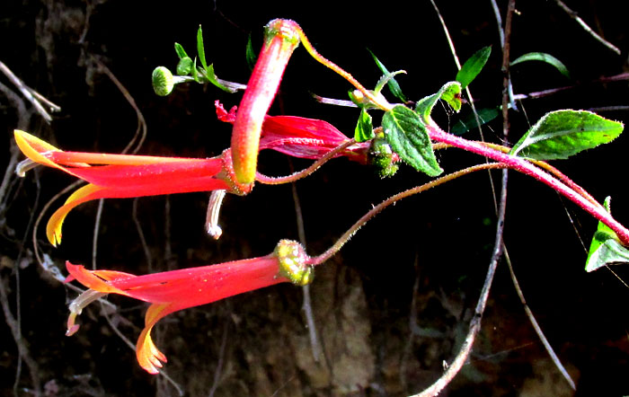 Mexican Lobelia, LOBELIA LAXIFLORA, corollas with split upper surface