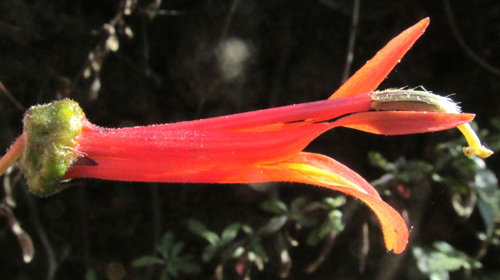 Mexican Lobelia, LOBELIA LAXIFLORA, close-up of flower from side