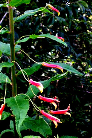 LOBELIA LAXIFLORA