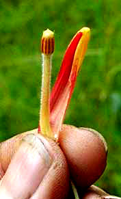 LOBELIA LAXIFLORA