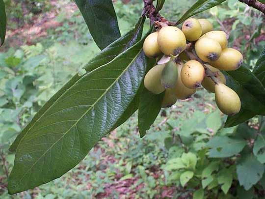 Loquat fruits, Níspero, ERIOBOTRYA JAPONICA 