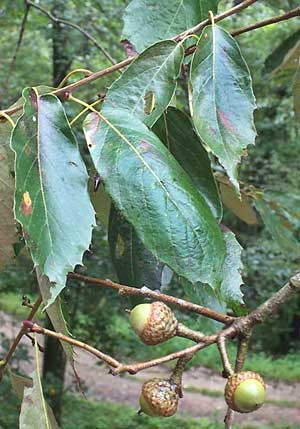 QUERCUS CALOPHYLLA, leaves and acorns