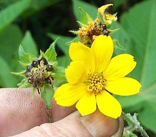 Smallanthus maculatus