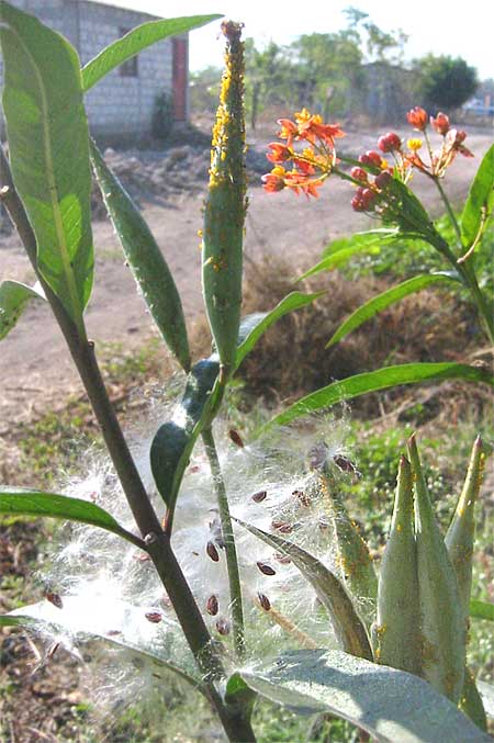 Tropical Milkweed, ASCLEPIAS CURASSAVICA