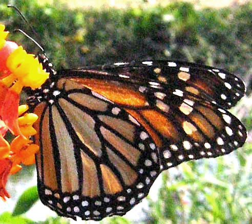 Monarch