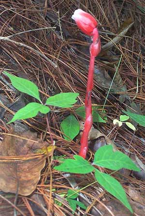 Indian Pipe, Monotropa uniflora