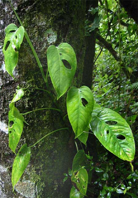 monstera