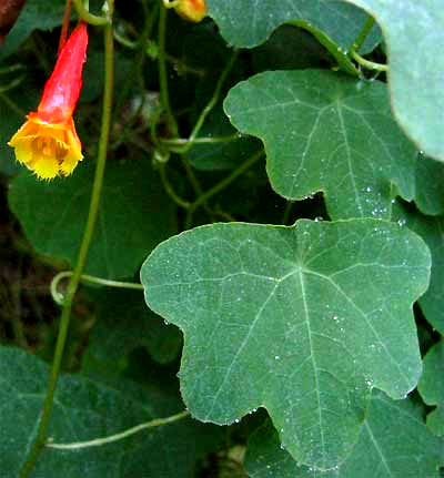 TROPAEOLUM EMARGINATUM