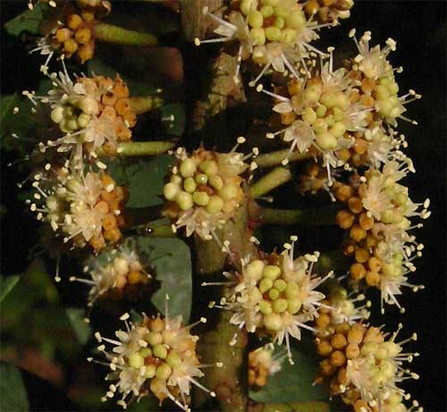 Oreopanax flowers