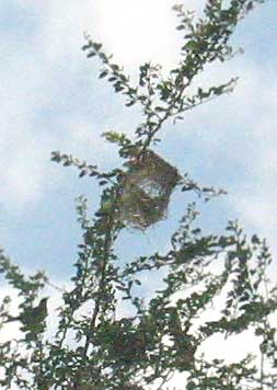 half-finished oriole nest
