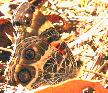 American Painted Lady, VANESSA VIRGINIENSIS