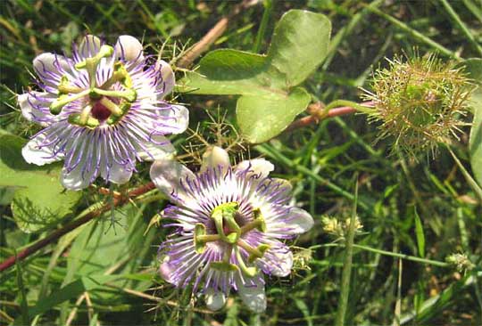 PASSIFLORA