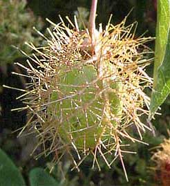 passionflower fruit