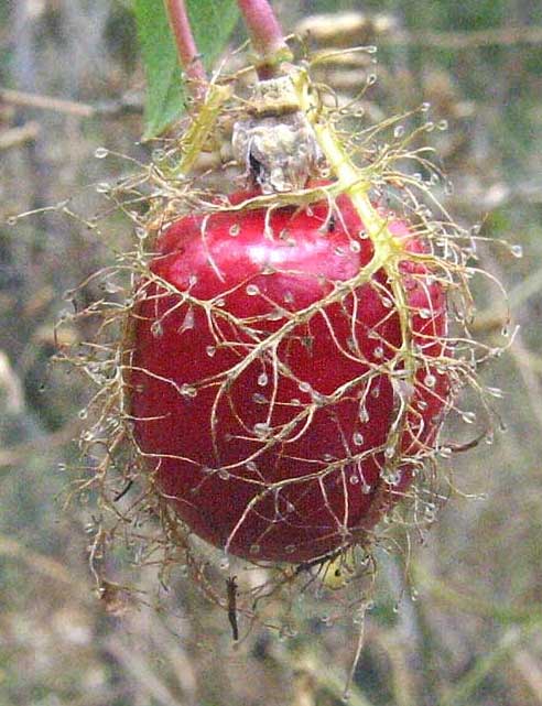 passionfruit, passionflower fruit