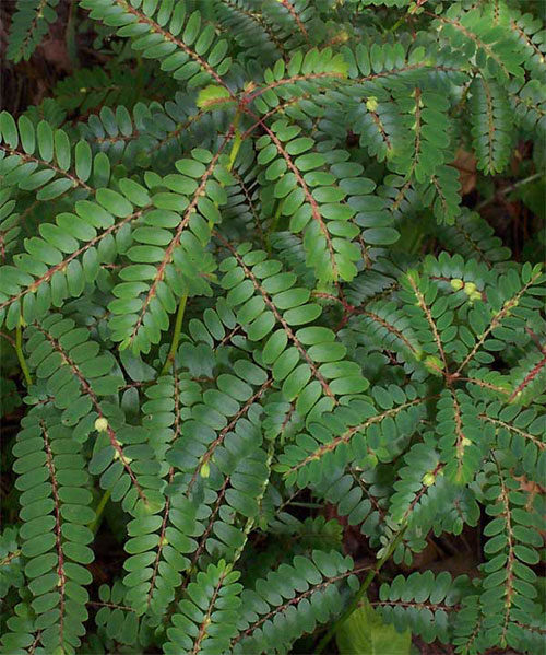 Phyllanthus