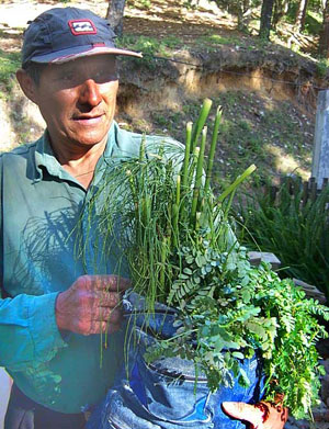 bag of medicinal plants