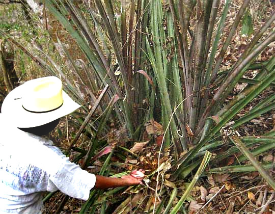 Piñuela, BROMELIA KARATAS