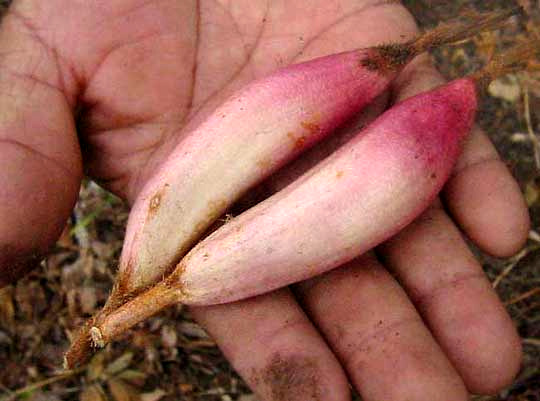 Piñuela fruits, BROMELIA KARATAS