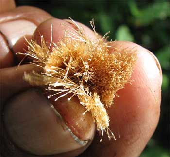 Piñuela, BROMELIA KARATAS, fuzz for staunching blood