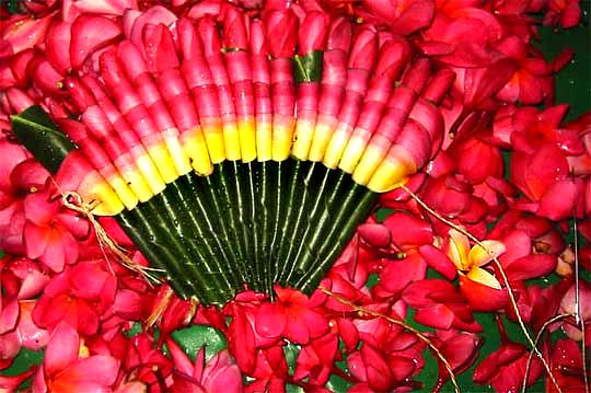 Ceremonial use of Frangipani flowers