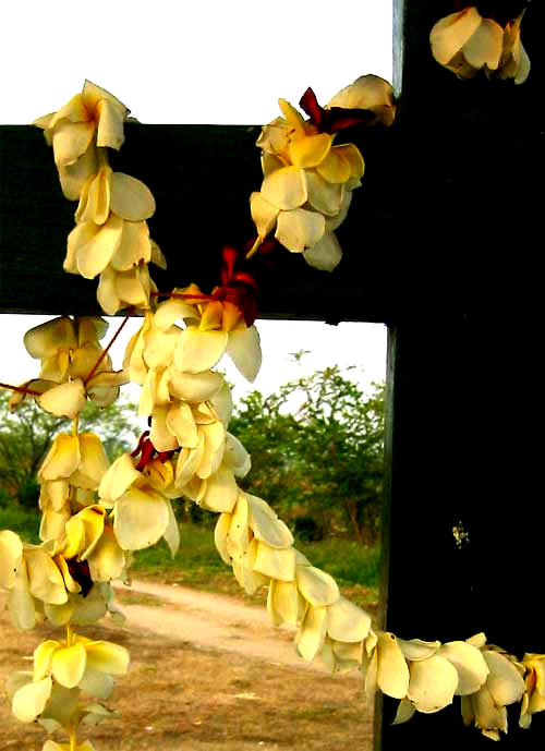 flowers of Frangipani, genus PLUMERIA