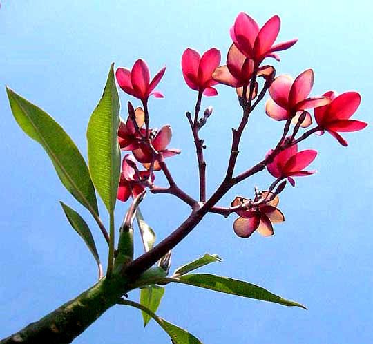 flowers of Frangipani, genus PLUMERIA