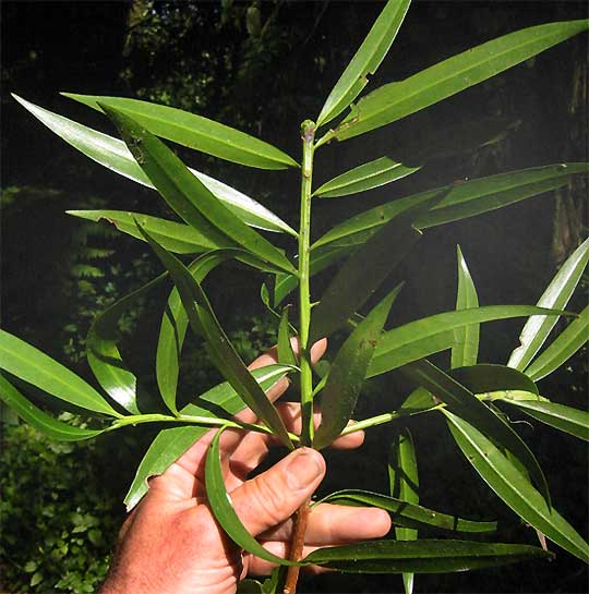  PODOCARPUS MATUDA