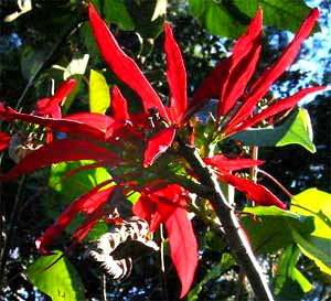 Poinsettias, EUPHORBIA PULCHERIMA