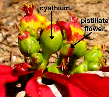 flowers of Poinsettias, EUPHORBIA PULCHERIMA