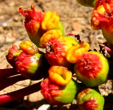 glands of Poinsettias, EUPHORBIA PULCHERIMA