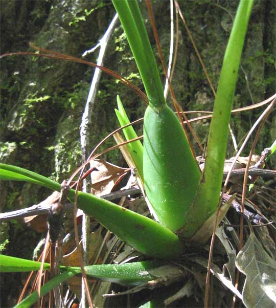 ORCHID PSEUDOBULBS