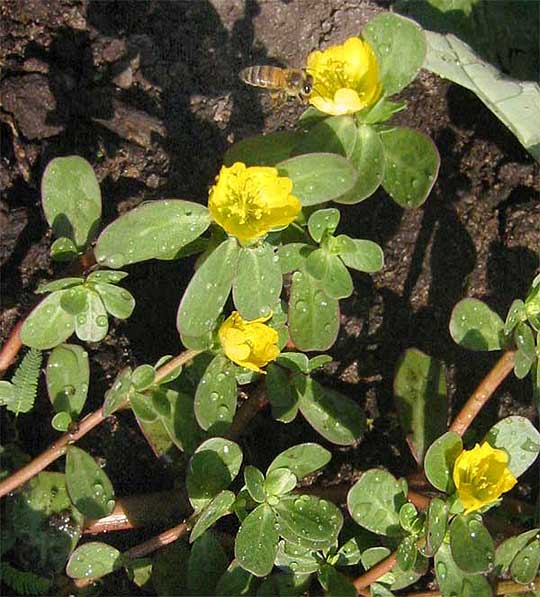 Purslane, PORTULACA OLERACEA