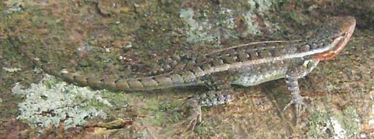 Rosebelly Lizard, SCELOPORUS VARIABILIS