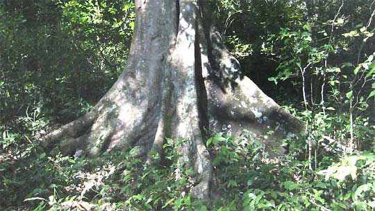 BROSIMUM ALICASTRUM buttressed trunk