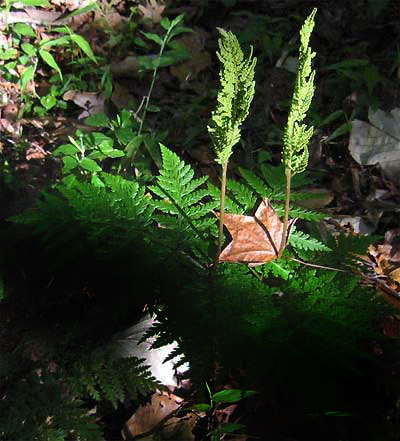 Rattlesnake Fern