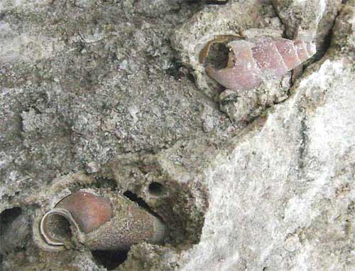 fossils in local rocks